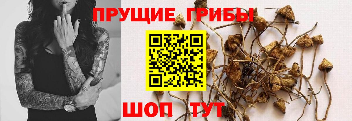 Псилоцибиновые грибы мицелий Раменское